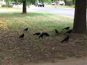 a murder of crows